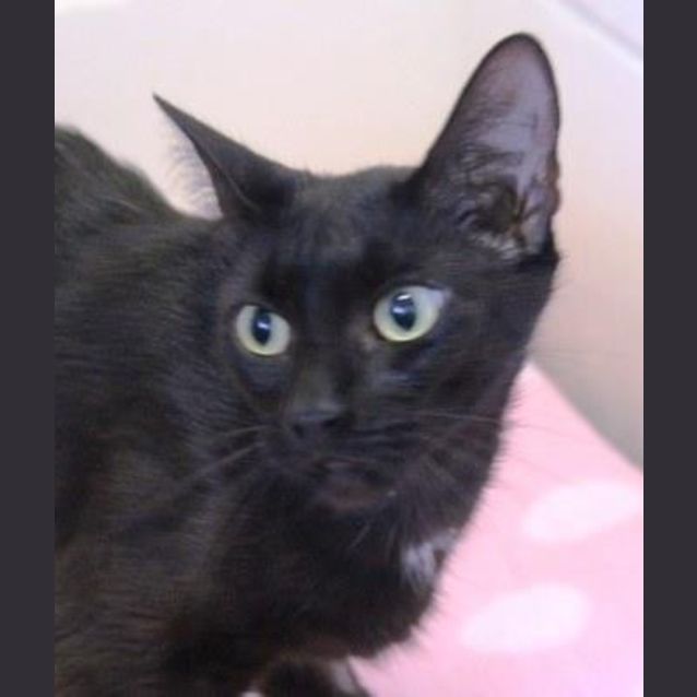 Photo of Gypsy
