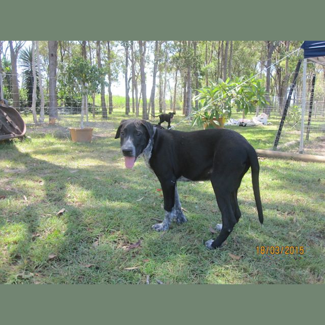 Photo of Drover (Adoption Pending)
