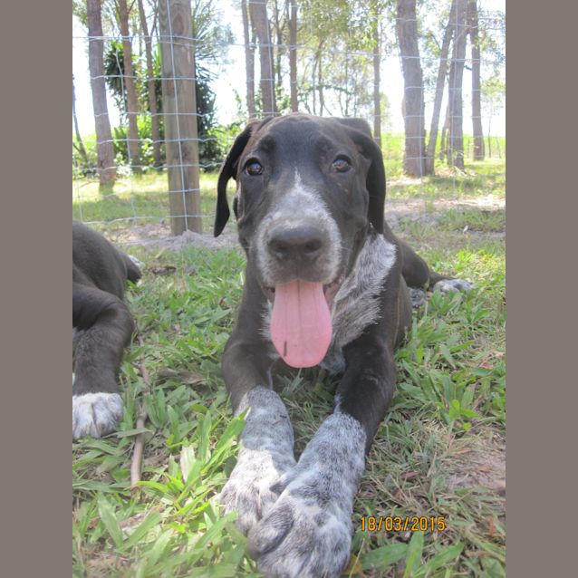 Photo of Drover (Adoption Pending)