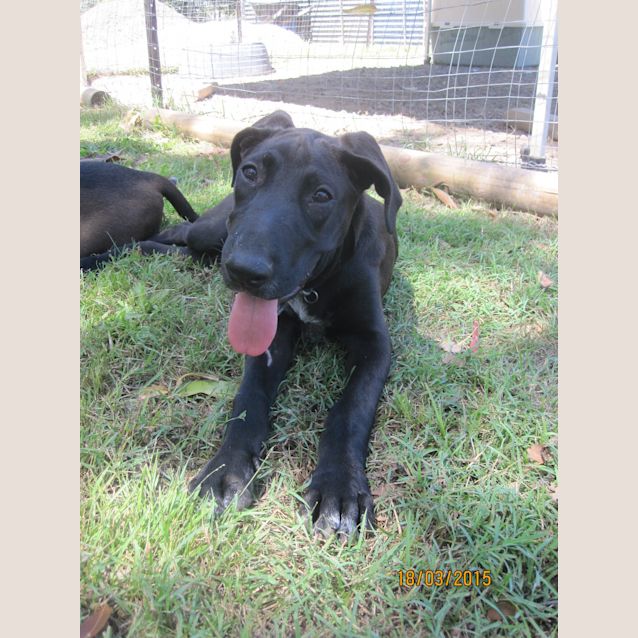 Photo of Lulu (Adoption Pending)