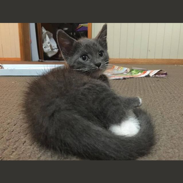 Photo of Little Ash