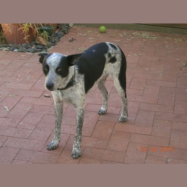 Photo of Bandit