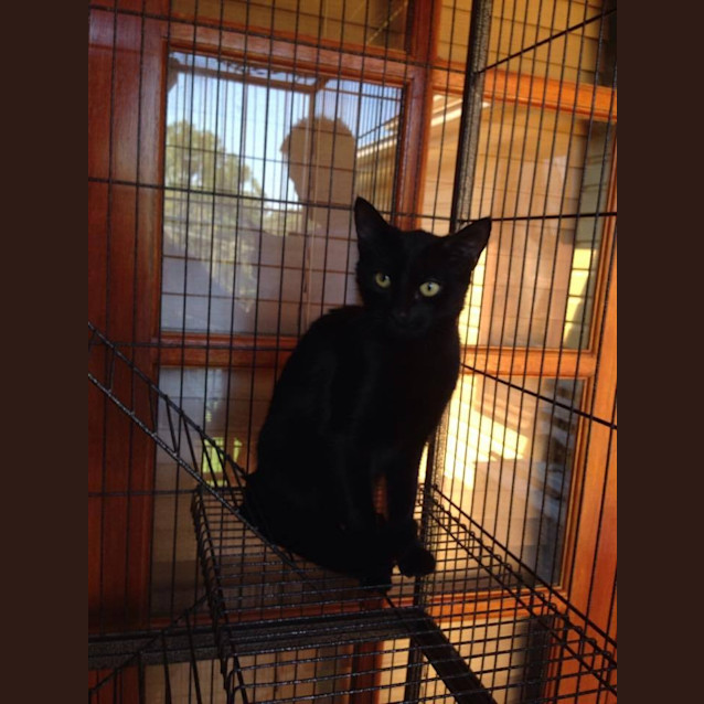Photo of Velvet