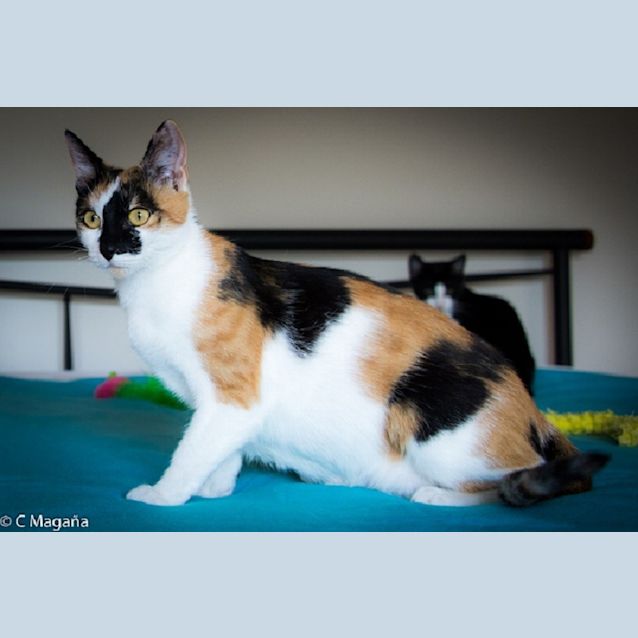 Photo of Zena Ec0095 