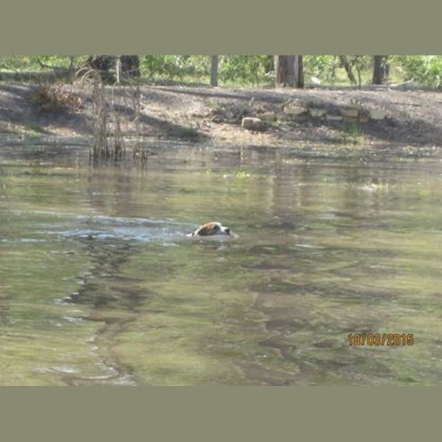 Photo of Parker (Adoption Pending)