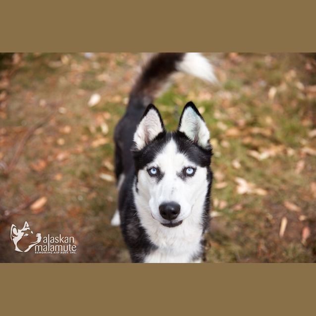 Photo of Stella