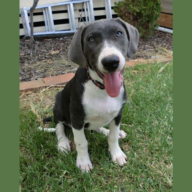 Photo of Cyan *On Trial In Her New Home*