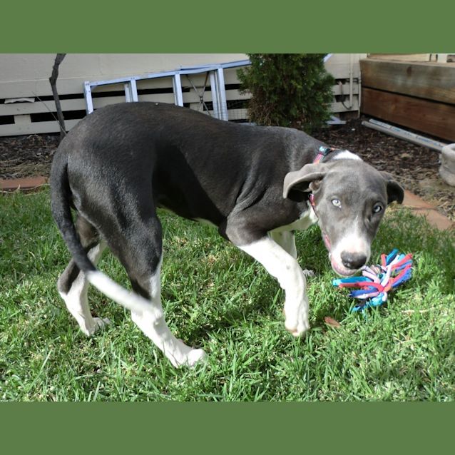 Photo of Cyan *On Trial In Her New Home*