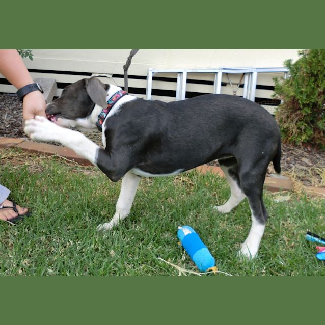 Photo of Cyan *On Trial In Her New Home*