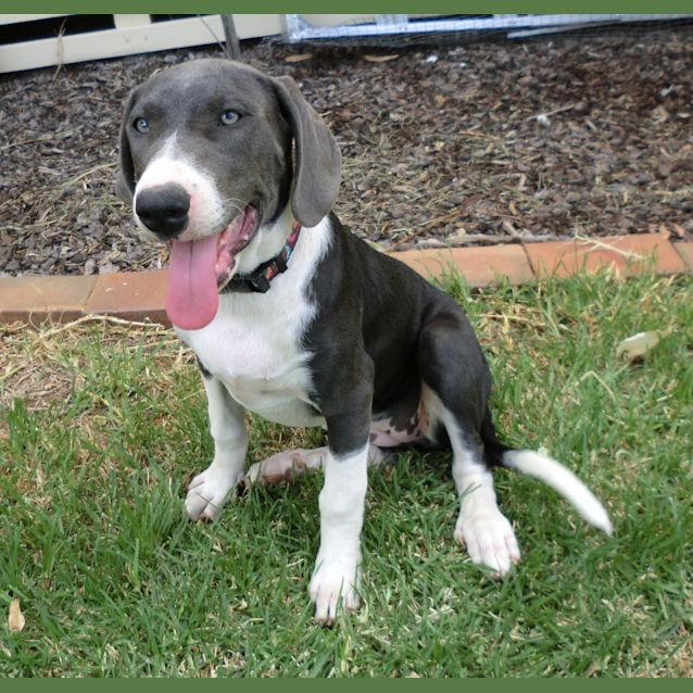 Photo of Cyan *On Trial In Her New Home*