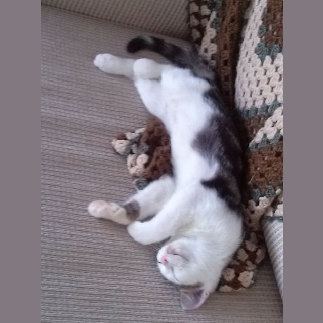 Photo of Banjo   Super Hero Kitten