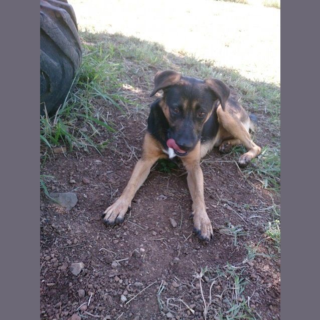 Photo of Bonner (Adoption Pending)