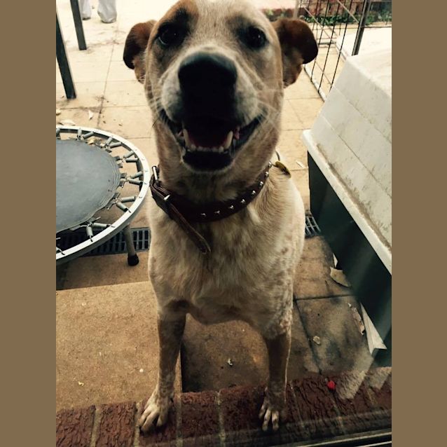 Photo of Rusty