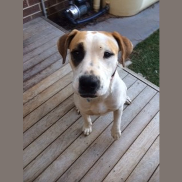 Photo of Daisy