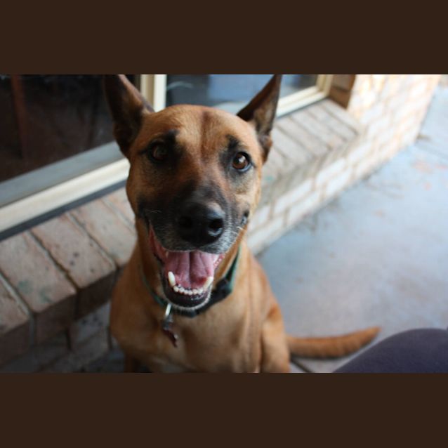 Photo of Molly Brown (At Rspca Big Adopt Day Sept 19 Bris)