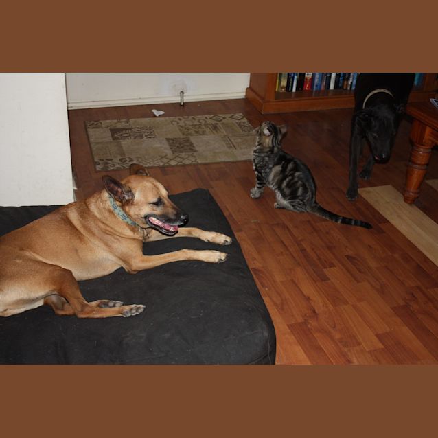 Photo of Molly Brown (At Rspca Big Adopt Day Sept 19 Bris)