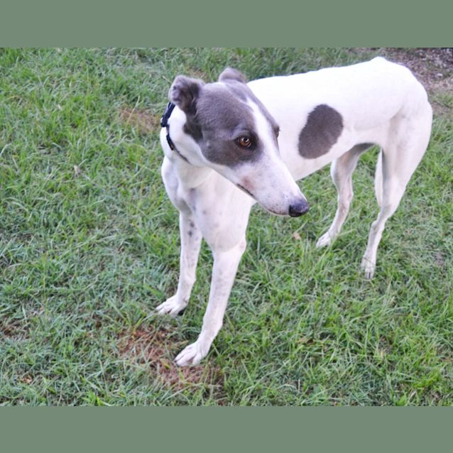 Photo of "Ava".  Bringing Glamour To The Gold Coast