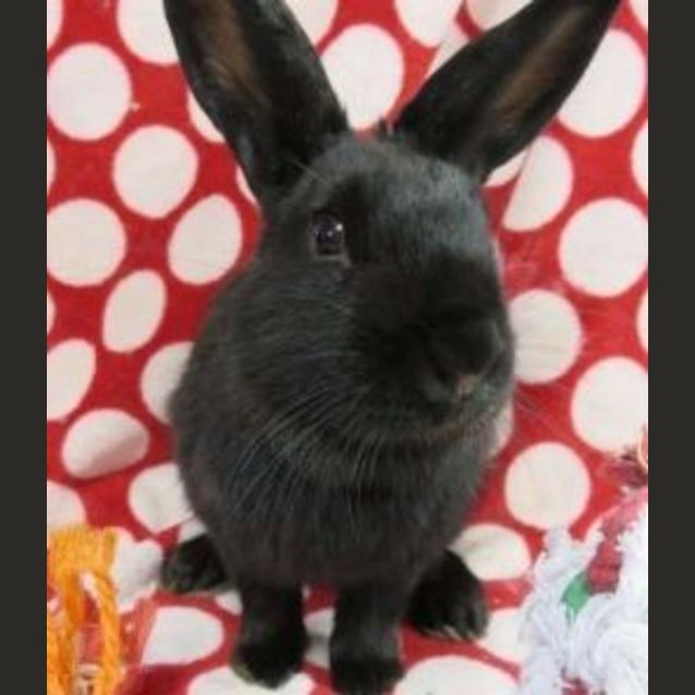 Photo of Gypsy