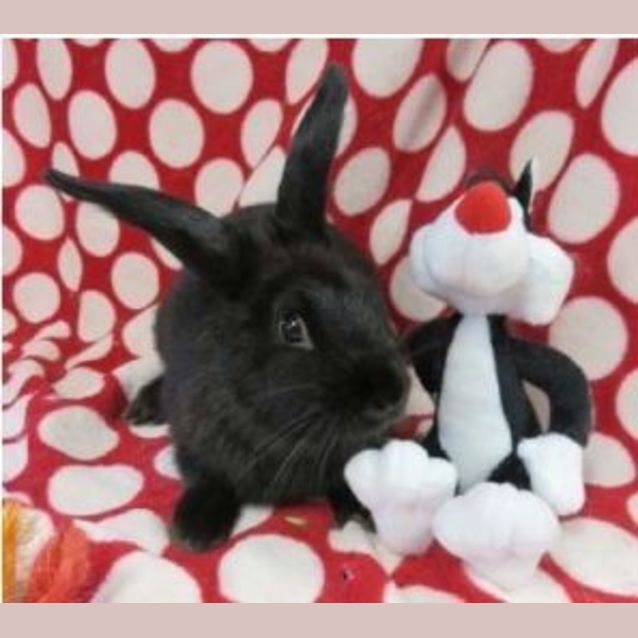 Photo of Sirius Black
