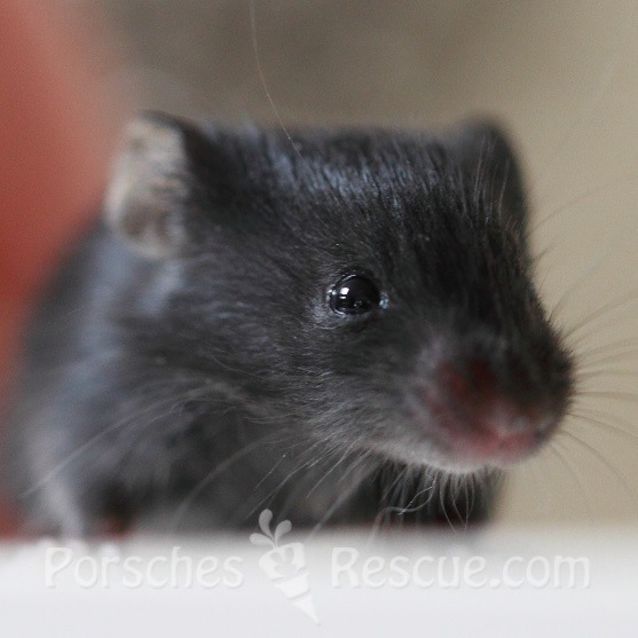 Photo of Tweedle Dum