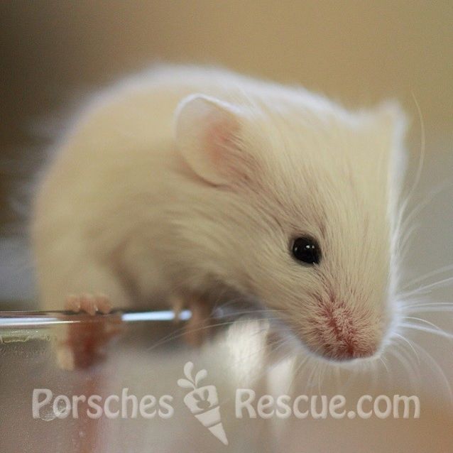 Photo of Tweedle Dee