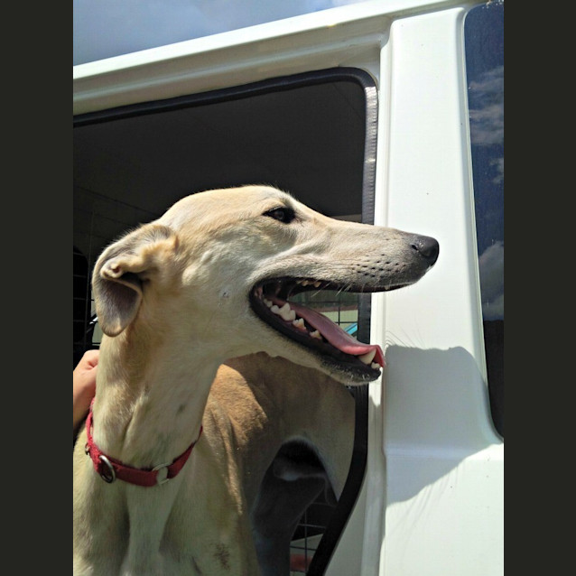 Photo of Baxter (On Trial)