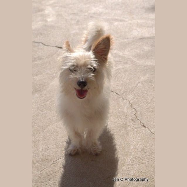 Photo of Suzy ** An Australian Terrier **