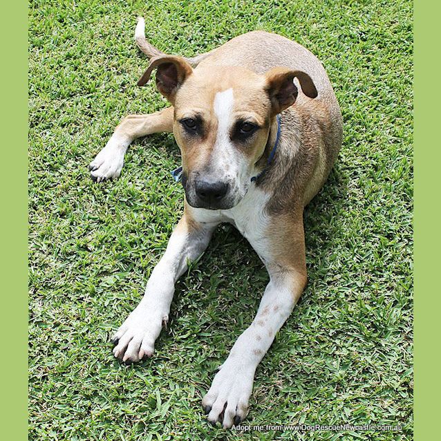 Photo of Sid ~ Cattle Dog Mix, (On Trial 10/4/15)