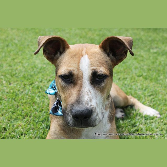 Photo of Sid ~ Cattle Dog Mix, (On Trial 10/4/15)