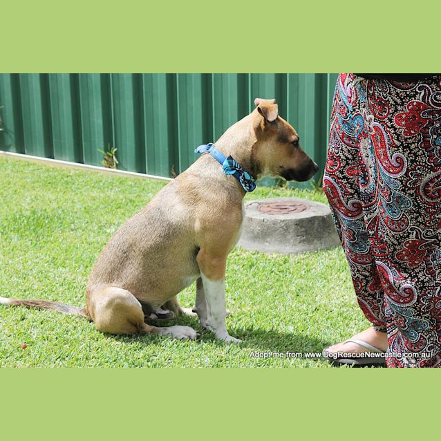 Photo of Sid ~ Cattle Dog Mix, (On Trial 10/4/15)