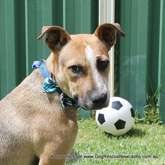 Photo of Sid ~ Cattle Dog Mix, (On Trial 10/4/15)