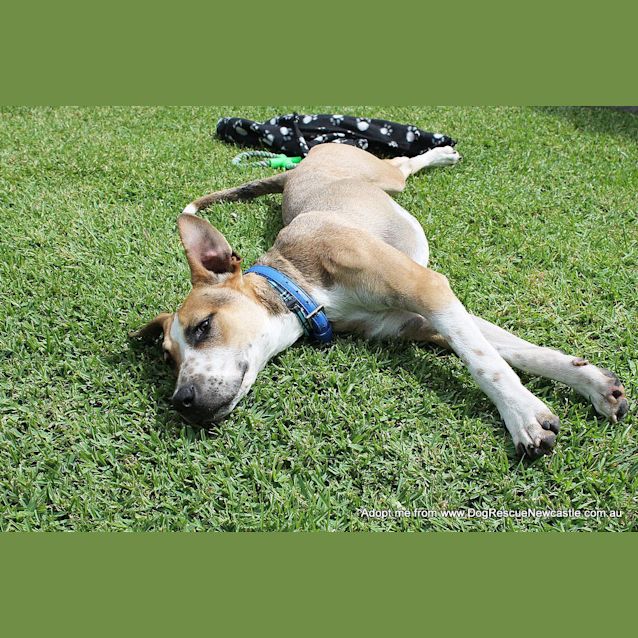 Photo of Sid ~ Cattle Dog Mix, (On Trial 10/4/15)