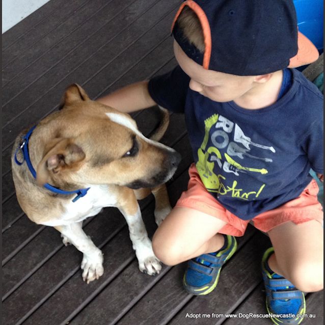 Photo of Sid ~ Cattle Dog Mix, (On Trial 10/4/15)