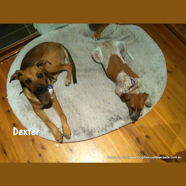 Photo of Dexter ~ Kelpie X, 8 Months (On Trial Paid 2/5/15)