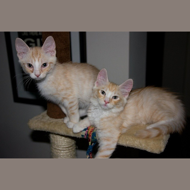 Photo of Milo & Mickey (Dual Adoption)