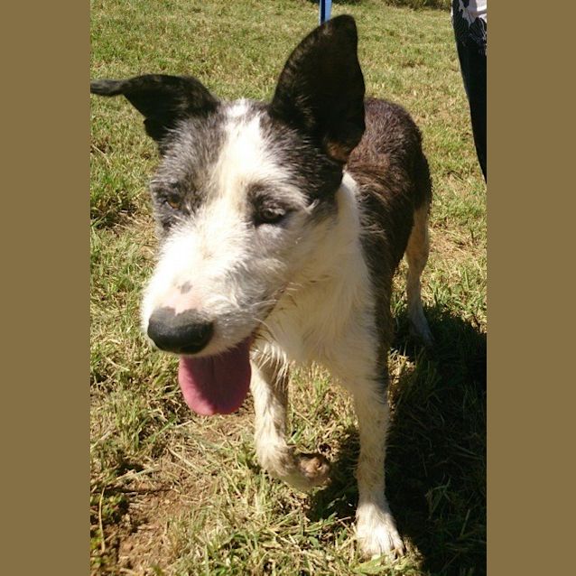 Photo of Ameerah (Adoption Pending)