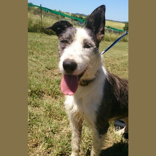 Photo of Ameerah (Adoption Pending)