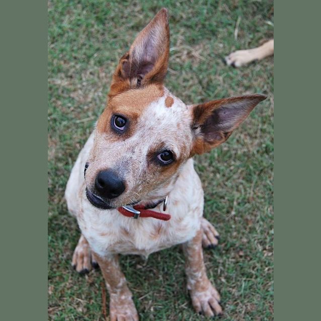 Photo of Shortcake