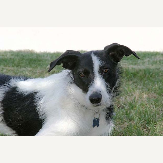 Photo of Murphy