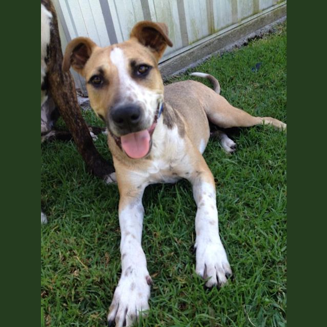 Photo of Sid ~ Cattle Dog Mix, (On Trial 10/4/15)