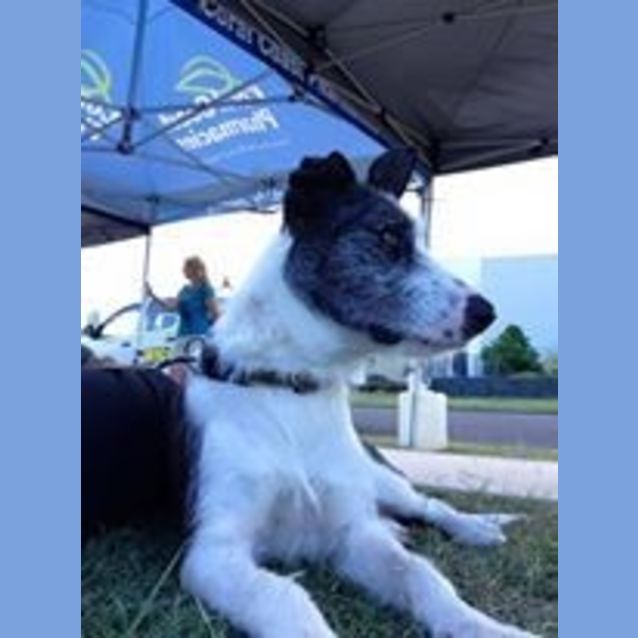 Photo of Ameerah (Adoption Pending)