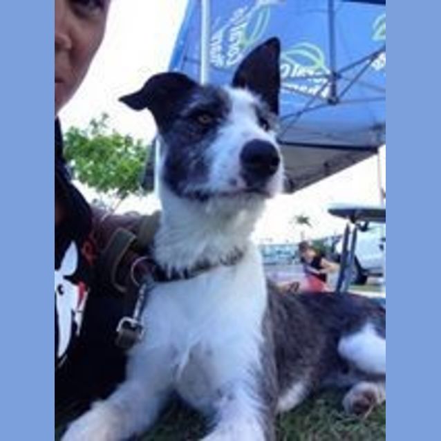 Photo of Ameerah (Adoption Pending)