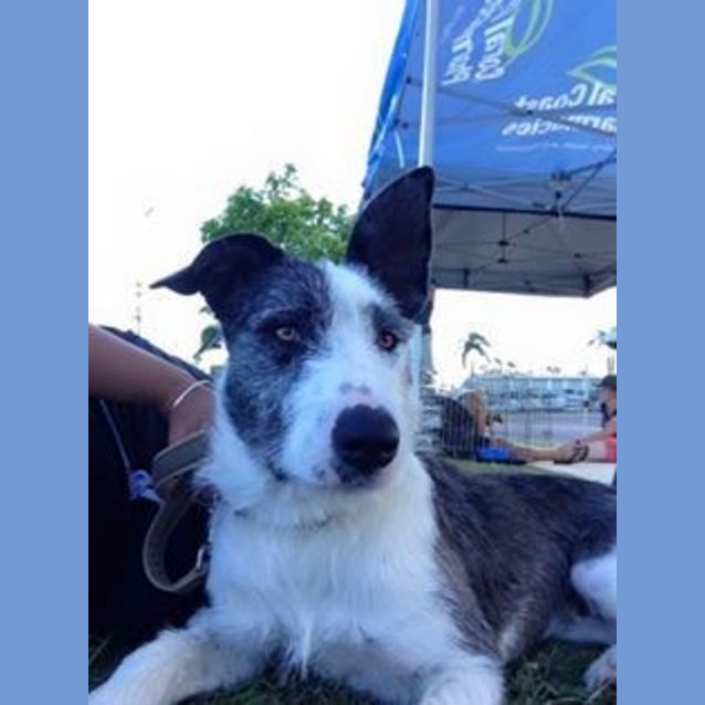 Photo of Ameerah (Adoption Pending)