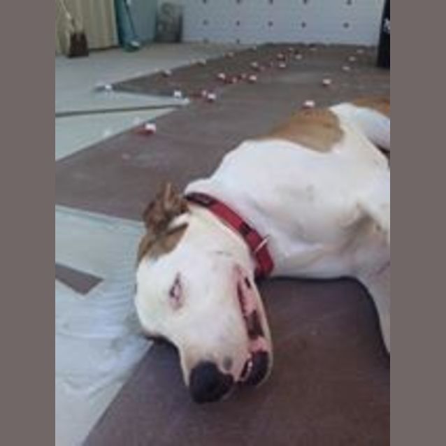 Photo of Harley (Adoption Pending)