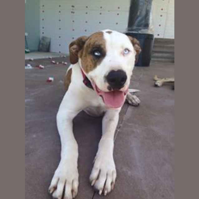 Photo of Harley (Adoption Pending)