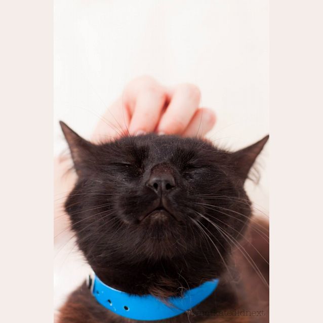 Photo of "Bizet Merlin"   Purrfect Match