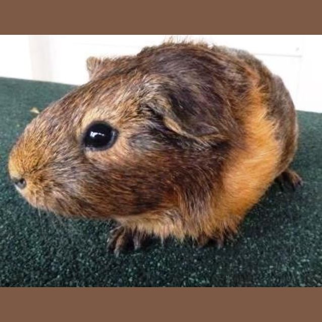 Photo of Daisy