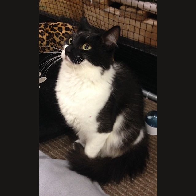 Photo of Achilles 