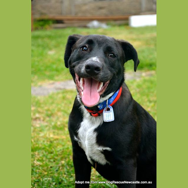 Photo of Patch ~ Staffy X Cattle Dog