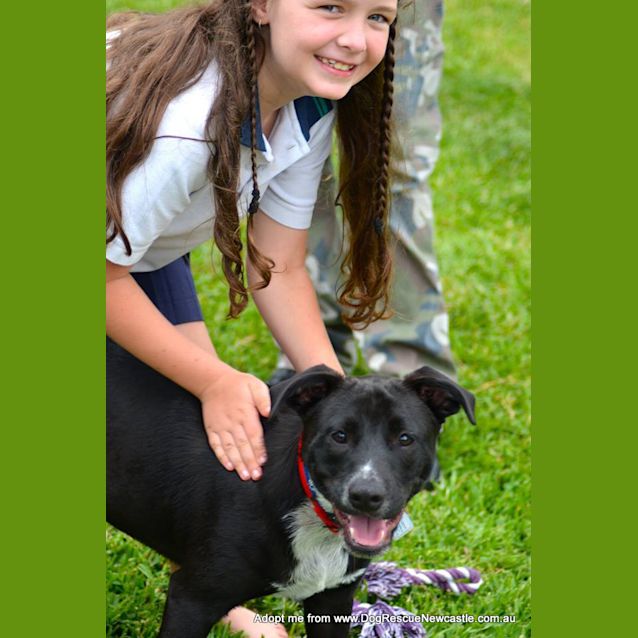 Photo of Patch ~ Staffy X Cattle Dog